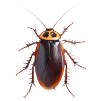 Cockroach on a transparent background png