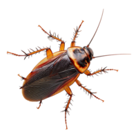 Cockroach on a transparent background png