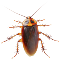 Cockroach on a transparent background png