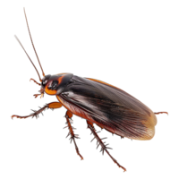 cucaracha en un transparente antecedentes png