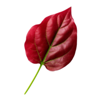 rouge oseille feuilles isolé sur transparent Contexte png