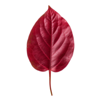 rouge oseille feuilles isolé sur transparent Contexte png