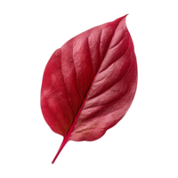 rouge oseille feuilles isolé sur transparent Contexte png