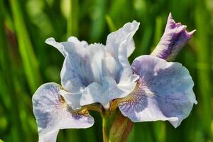 Blooming Light Purple Iris Flower photo