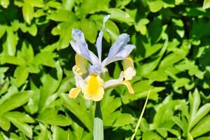 Light purple and yellow iris flower photo