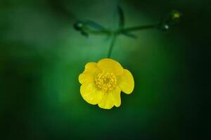 Yellow Buttercup Flower Close-Up photo