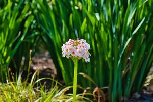 Single pink and white flower with green foliage background photo