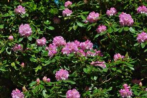 Rhododendron bush with pink flowers in full bloom photo