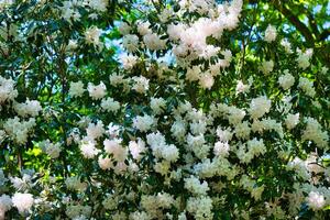 White flowers in full bloom on a lush bush photo