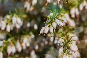 White heather flowers in bloom photo