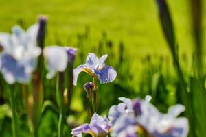 Light Purple Irises in Bloom photo