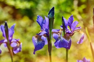 Vibrant Purple Irises in Bloom photo