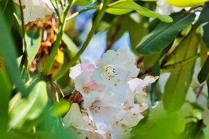 White rhododendron flowers in sunlight photo