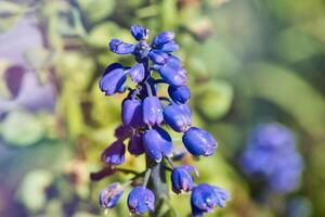 Blue grape hyacinth flowers close-up photo