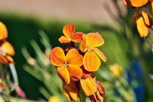 Vibrant Orange and Yellow Flowers in Bloom photo
