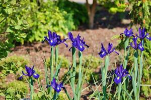 Purple irises in a garden photo