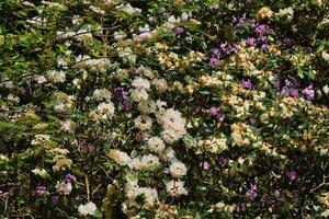 Blooming white and purple rhododendrons in a garden photo