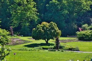 Lush Green Garden with Prominent Tree photo