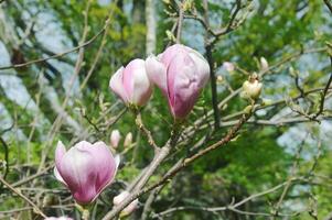 Magnolia branches with delicate pink flowers in the park in spring. photo