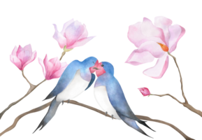 Aquarell küssen schluckt Paar im Rosa Magnolie Geäst Blumen- Clip Art mit zwei Vögel im Liebe zum Valentinstag Tag 2025 Dekoration Baby Design romantisch Poster Postkarte Logo drucken Hintergrund Verpackung png