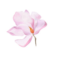 aguarela delicado Rosa florescendo magnólia broto Primavera flor para Projeto adesivo poster cartão postal mulheres dia 2025 mãe dia aniversário papel de parede invólucro decoração logotipo floral clipart botânico prosperar png