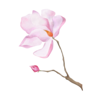 acuarela delicado rosado magnolia rama con brote primavera flor para diseño pegatina póster tarjeta postal De las mujeres día 2025 de la madre día cumpleaños fondo de pantalla envase decoración logo floral clipart botánico png