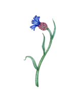 korenbloem blauw bloem waterverf illustratie. botanisch samenstelling element geïsoleerd van achtergrond. geschikt voor cosmetica, aromatherapie, geneesmiddel, behandeling, zorg, ontwerp, Koken, png