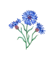 Cornflowers three blue flowers bouquet watercolor illustration. Botanical composition element isolated from background. Suitable for cosmetics, aromatherapy, medicine, treatment, care, design, png