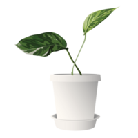 d'oro pothos o diavolo edera nel bianca pentola isolato grafico illustrato. epipremnum aureum nel un' pentola. png