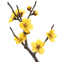 amarillo ramita flores clipart con transparencia png