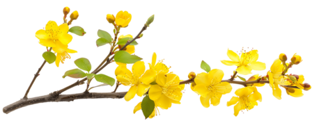 Clear Background Yellow Blossoms Cutout png