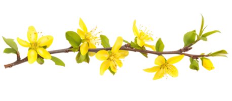 Transparent Yellow Twig Flowers Clipart png