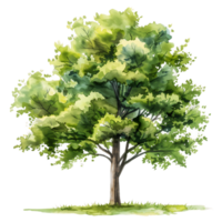 Isolated Tree Painting with Transparent Background png