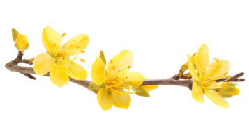 Yellow Blossoms Cutout with Transparent Background png