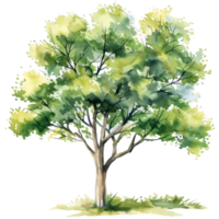 Transparent Background Isolated Watercolor Tree png