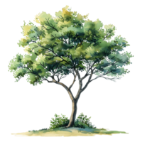 Transparent Background Cutout of Watercolor Tree png