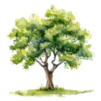 Isolated Watercolor Tree on Clear Background png