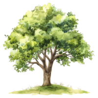 Isolated Watercolor Tree Clear Background png