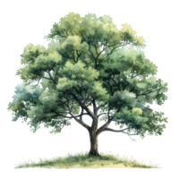 Isolated Watercolor Tree Transparent Background png