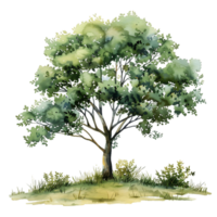 Watercolor Tree on Transparent Isolated Painting png