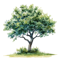 Clear Background Cutout of Watercolor Tree png
