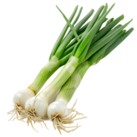 Fresh Green Onion Cutout Transparent Background png