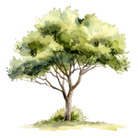 Aquarell Baum isoliert transparent ausgeschnitten png