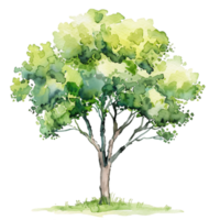 Watercolor Tree on Transparent Background Cutout png