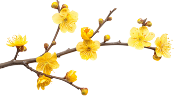 transparente amarillo floral ramita clipart png