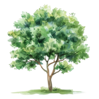 Clear Background Tree Watercolor Isolation png