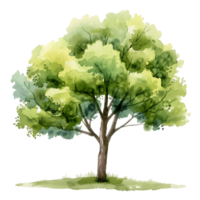 Transparent Cutout of Tree Watercolor Painting png