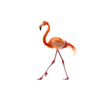 Graceful Flamingo on One Leg png