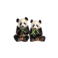 Adorable Panda Bears Eating Bamboo png