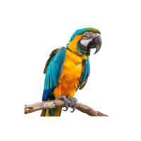 Vibrant Macaw Parrot on Branch png